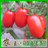 蔬菜种子 阳台种菜 盆栽 水果番茄种子 红圣女番茄50粒 满9.9包邮