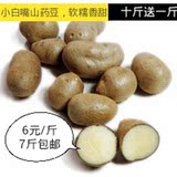 河北省小白嘴麻山药豆冰糖葫芦原料批发散装500g新鲜蔬菜种子包邮