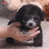 凌空星巴斯韩国纯种银灰色泰迪贵宾宠物狗狗活体茶杯幼犬出售G185