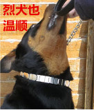 高不锈钢中大型犬刺激项圈刺钉环  训练藏獒高加索马犬DDR刺激链