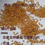 农家特级机小麦粒自产批发小麦种子五谷杂粮麦子粒小麦苗榨汁5斤