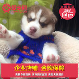 浙江爱宠联盟繁殖纯种哈士奇西伯利亚雪橇犬幼犬 包健康