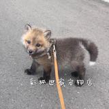 包邮宠物狐狸 活体 赤狐 火狐 红狐 现货发售狐狸小狐狸活体宝
