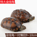 乌龟活体宠物观赏龟外塘金线龟陆招财水龟一对7-9cm情侣中华草龟