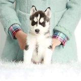 纯种哈士奇幼犬出售 赛级血统家养活体蓝眼三把火宠物狗狗雪橇犬