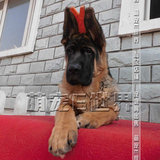 德国牧羊犬 纯种幼犬出售 活体宠物狗狗 大型犬 畜牧犬 可视频