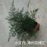 漳州花博汇 文竹室内花卉绿植小盆栽防辐射非常容易栽种可水培