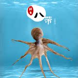 【绿源康宝】青岛海鲜特产野生大章鱼鲜活八爪鱼冷冻乌贼鱼类250g
