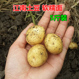 新鲜蔬菜农家自种小土豆迷你小马铃薯 现挖黄心土豆非转基因5斤装