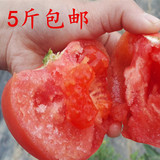 有机蔬菜 自家种植新鲜西红柿 番茄 无催熟 无农药残留 无公害