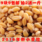 2016新鲜小麦子粒 农家小麦草种子干麦粒麦苗榨汁猫草麦芽糖包邮