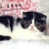 *爱莎猫苑*纯种加菲猫/单CFA黑白异国短毛/活体幼猫宠物DD(北京)