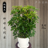 武汉同城 鸭掌木 大型绿植发财树幸福树客厅室内盆栽植物开业花卉