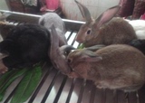 兔子活体成长系肉兔子大型肉兔子新西兰肉兔野兔小白兔可长8斤
