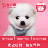 有它网出售宠物狗狗茶杯日本俊介白色球体哈多利博美犬幼犬活体02