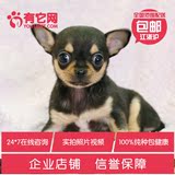 有它网 宠物狗狗 超小体茶杯袖珍吉娃娃犬活体纯种幼犬健康出售5