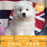 纯种萨摩耶幼犬 萨摩耶宠物狗出售 高品质萨摩耶犬 可上门挑选.