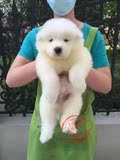 纯种澳版萨摩耶犬宠物狗出售 白魔法系萨摩幼犬 雪橇犬 免费送货