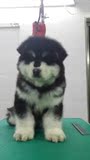 狗狗阿拉斯加犬幼犬出售阿拉斯加雪橇犬巨型阿拉斯加犬纯种犬包邮