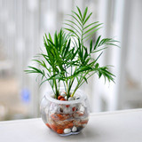 室内创意绿植花卉小盆栽 常绿植物 袖珍椰子 办公室客厅桌面植物