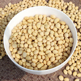 新货非转基因有机土黄豆农家自种250g 发豆芽打豆浆专用五谷杂粮