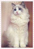 CFATICA美国布偶猫海豹双色枫叶正八字蓝重点色手套流星活体猫咪