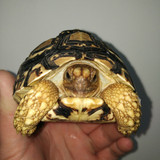 乌龟 宠物龟 素食龟 吃菜龟 观赏龟陆龟活体包邮