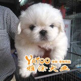 纯种的京巴北京犬可视频无中介支持支付宝活体宠物小狗狗幼犬公的