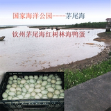 30枚包邮广西北部湾茅尾海红树林区域放养海鸭生新鲜蛋营养价值高