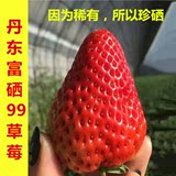 【仅限北京】丹东马家岗特产99草莓新鲜有机奶油红颜富硒草莓包邮