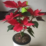 一品红盆栽 万年红圣诞红绿植开业礼品年宵花办公桌卧室植物盆栽