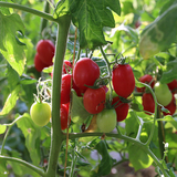密云新鲜圣女果 小西红柿 非转基因 生态种植 现摘发货 500g