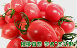 新鲜迷你番茄洋柿子有机水果小番茄西红柿3斤现摘圣女果顺丰包邮