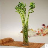 富贵竹 水培 花瓶 转运竹 净化空气  弯竹 竹子 桌面