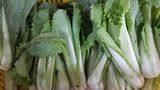 生源农副产品有机长白菜绿色蔬菜500克