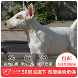 【58心宠】纯种牛头梗单血统幼犬出售 宠物狗狗活体 深圳包邮
