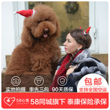 【58心宠】纯种巨型红贵宾宠物级幼犬 宠物狗狗活体 同城包邮
