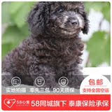 【58心宠】灰色纯种泰迪犬贵宾犬 玩具体 宠物狗狗活体 同城包邮