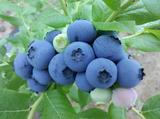 智利进口单颗粒速冻蓝莓鲜果(A)级1斤装 纯天然有机符合国家进口