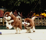 纯种红色阿拉斯加犬/巨型阿拉斯加雪橇犬幼犬/大型宠物狗狗有公母