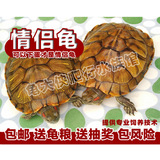 活体乌龟 大小宠物巴西黄金龟宠物龟巴西龟外塘金线龟一对包邮
