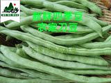 新鲜四季豆芸豆农家自种青菜玉豆角豆蔬菜扁豆有机无公害蔬菜500g