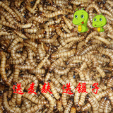 大虫一斤大麦虫活体包邮/鱼食鱼饲料大条面包虫/500克广东Cc虫虫