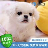 京巴犬北京犬 公纯种幼犬活体 北京犬白色幼崽宠物狗时代有出生纸