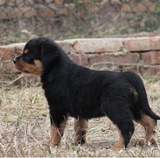 出售赛级血统罗威纳犬幼犬大型犬公母均有保证健康罗威纳宠物狗3