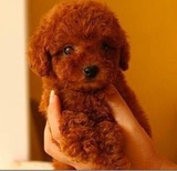 武汉出售纯种宠物狗泰迪幼犬/迷你贵宾犬泰迪熊狗狗/玩具泰迪犬1