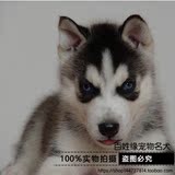 【百姓缘】2纯种蓝眼哈士奇犬幼犬哈士奇雪橇犬/宠物狗狗活体出售