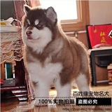 【百姓缘】纯种阿拉斯加犬幼犬出售阿拉斯加狗雪橇犬活体宠物狗1