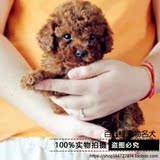 【百姓缘】纯种玩具泰迪幼犬/茶杯泰迪熊犬/宠物狗狗活体幼犬出售