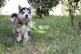 纯正血统哈士奇幼犬出售 纯种雪橇犬棕色灰色黑色三火双蓝眼 视频